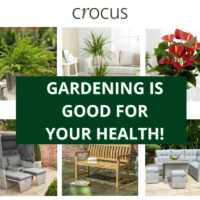 CROCUS - GARDENING - Plants / Furniture & More