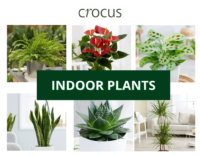 crocus indoor plants