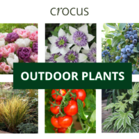 crocus outdoor plants